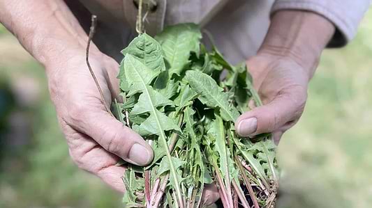 Drink Your Weeds