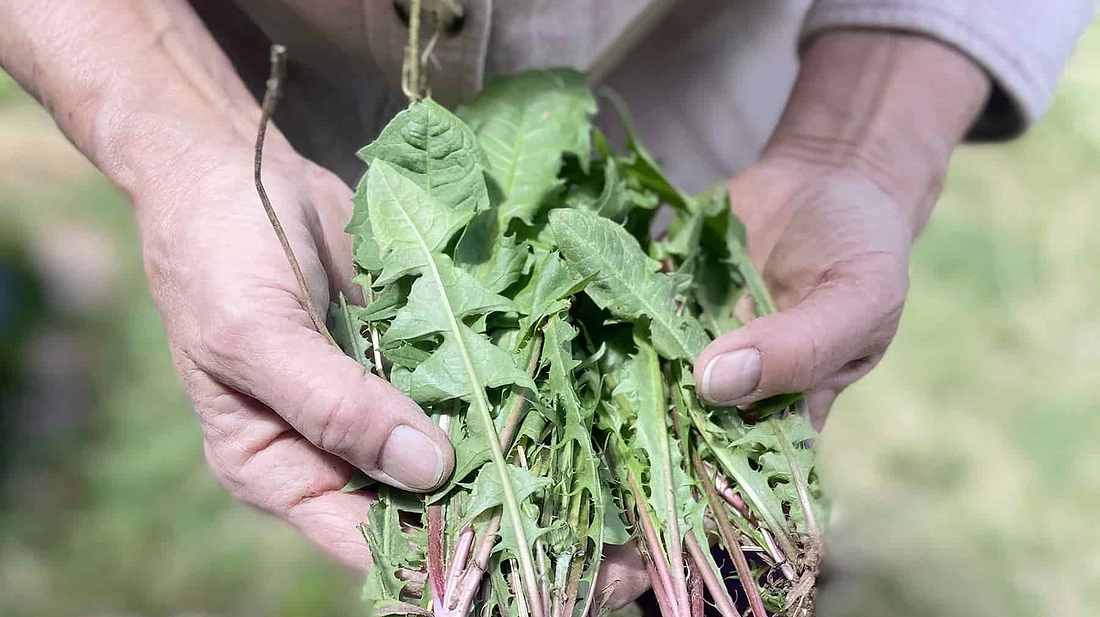 Drink Your Weeds