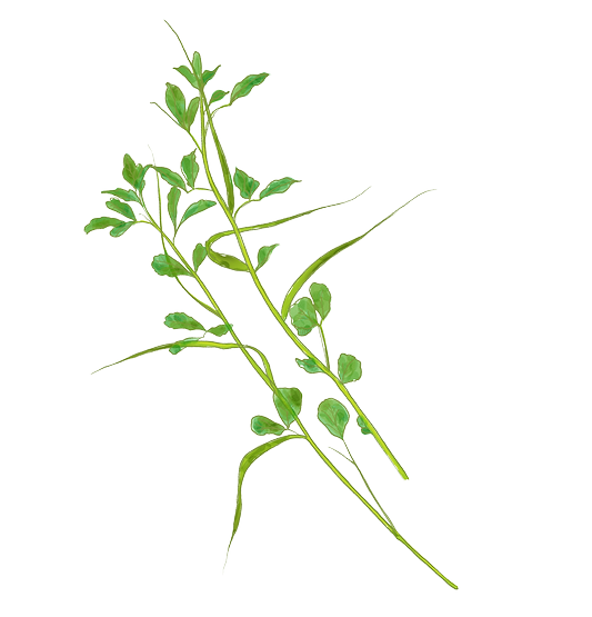 Fenugreek Benefits: The Ancient Herb for Digestion, Hormones & More
