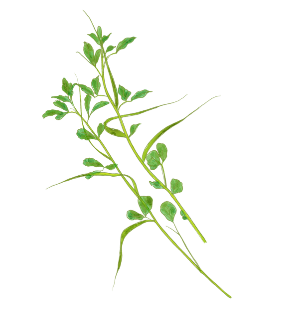 Fenugreek Benefits: The Ancient Herb for Digestion, Hormones & More