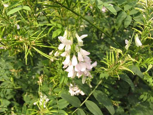Goat's Rue and Breastfeeding