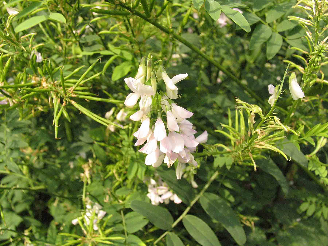 Goat's Rue and Breastfeeding