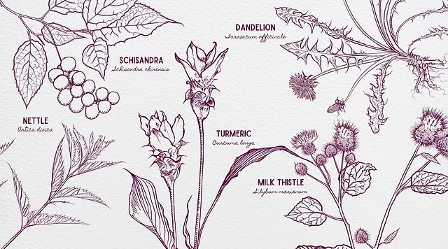 Honor Your Rebirth with the Cleansing Power of Plants