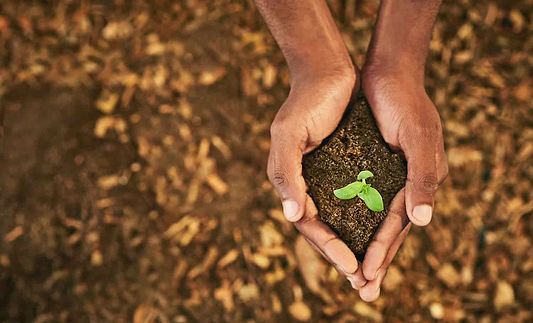 Honoring African American Herbalism