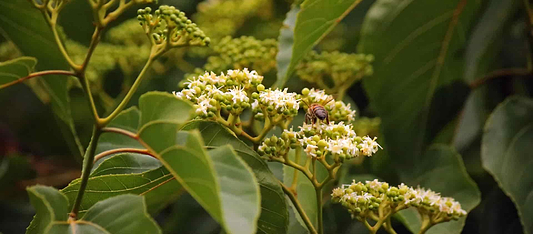 Japanese Raisin Tree Health Benefits: A Rare Herb for Liver Support