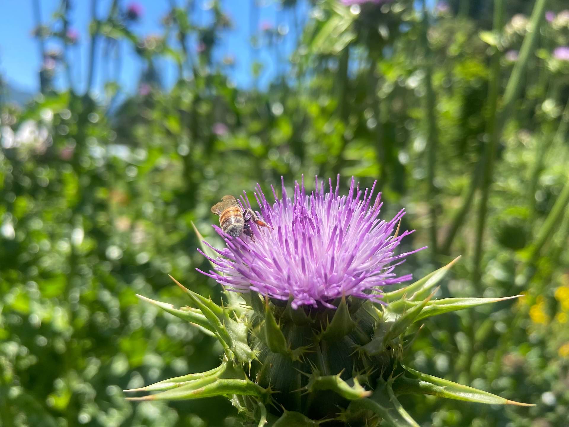 Milk Thistle Benefits: Natural Liver Support, Detox, and Metabolism Boost