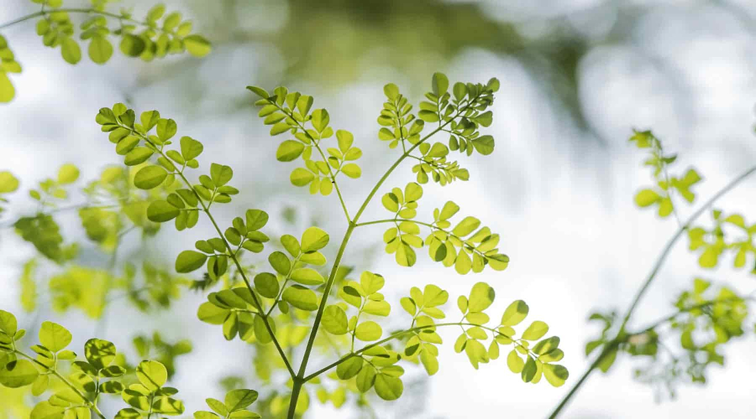 Moringa Benefits: The Superfood Tree