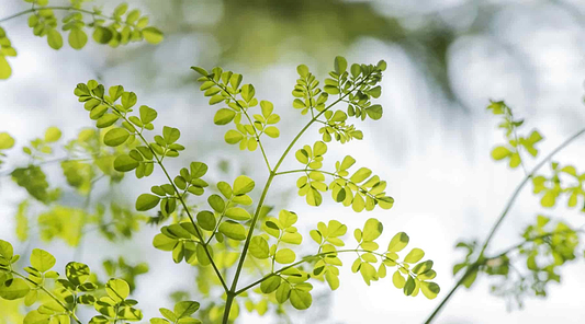 Moringa Benefits: The Superfood Tree