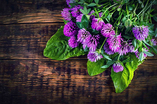 Exploring Red Clover Benefits as Nature's Versatile Healer