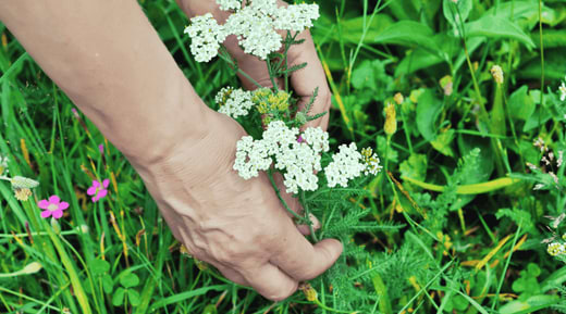 Yarrow Plant Health Benefits: The Medicinal Uses of Achillea Millefolium