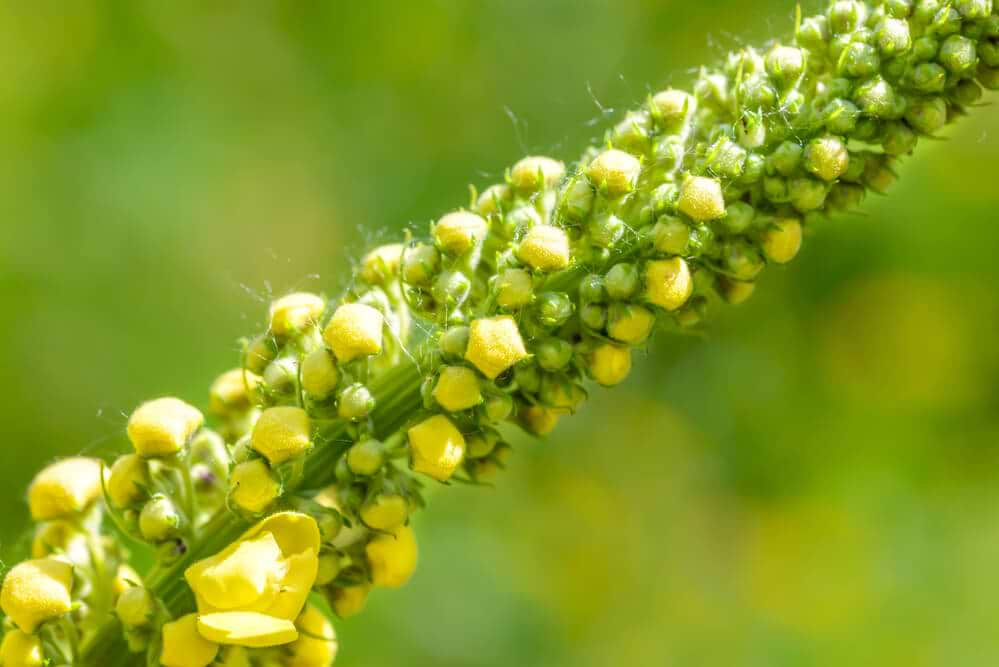 The Many Uses of Mullein