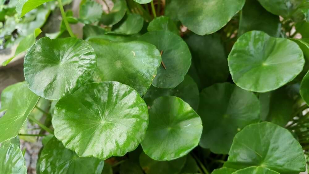 The Magic of Gotu Kola