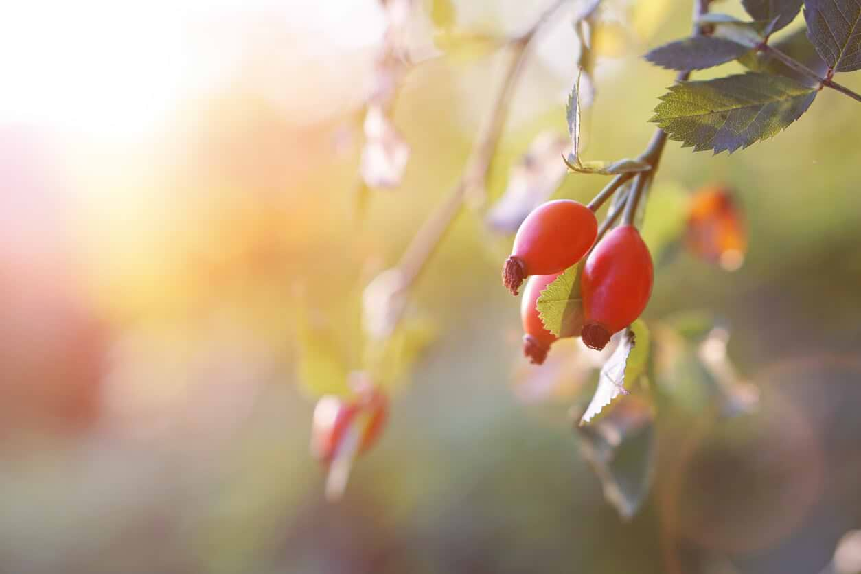 Immune-Boosting Super Berry Syrup Recipe