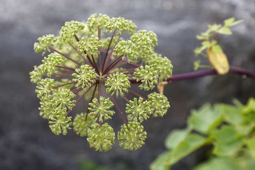 Angelica Archangelica Health Benefits & Medicinal Uses (plus a Recipe)