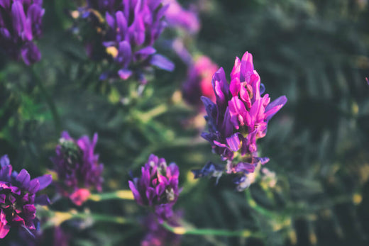 Uncovering the Benefits of Astragalus: An Ancient Herb for Modern Wellness
