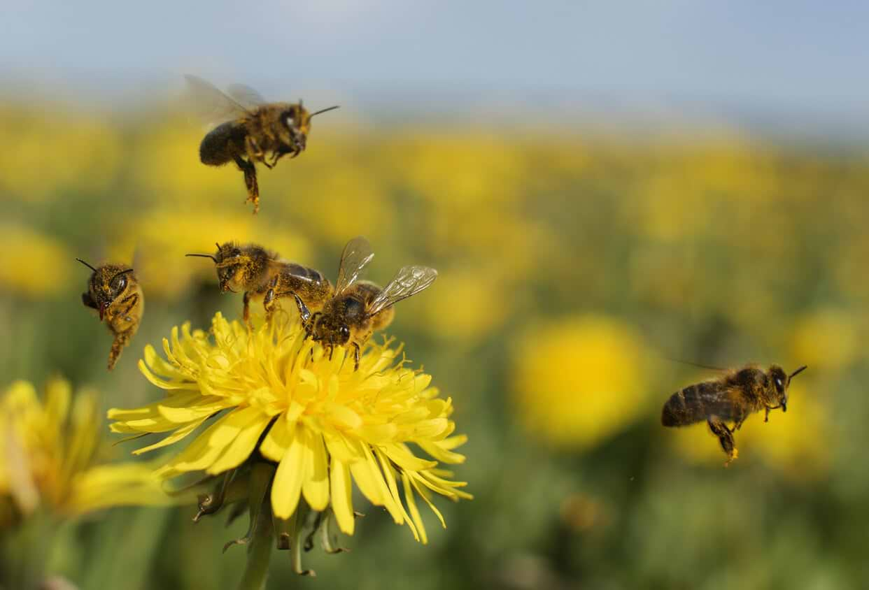 Health Products of the Honey Bee Hive