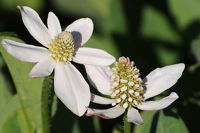 Yerba Mansa & Modern Uses of this Potent Herb