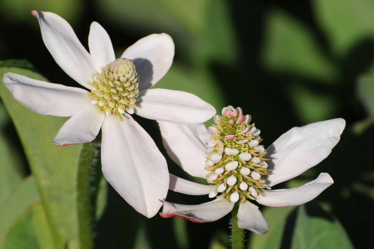 Yerba Mansa & Modern Uses of this Potent Herb