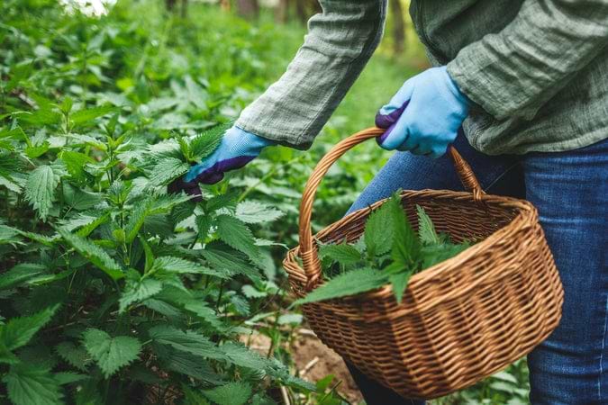 Sautéed Nettles: A Wild Greens Delicacy