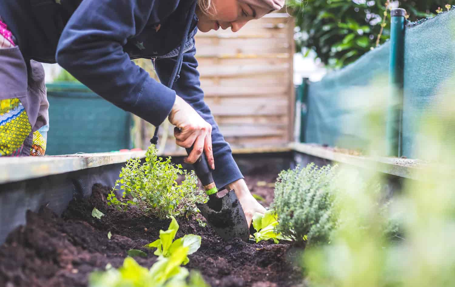 3 Easy-to-Grow Medicinal Plants for Tea Gardens