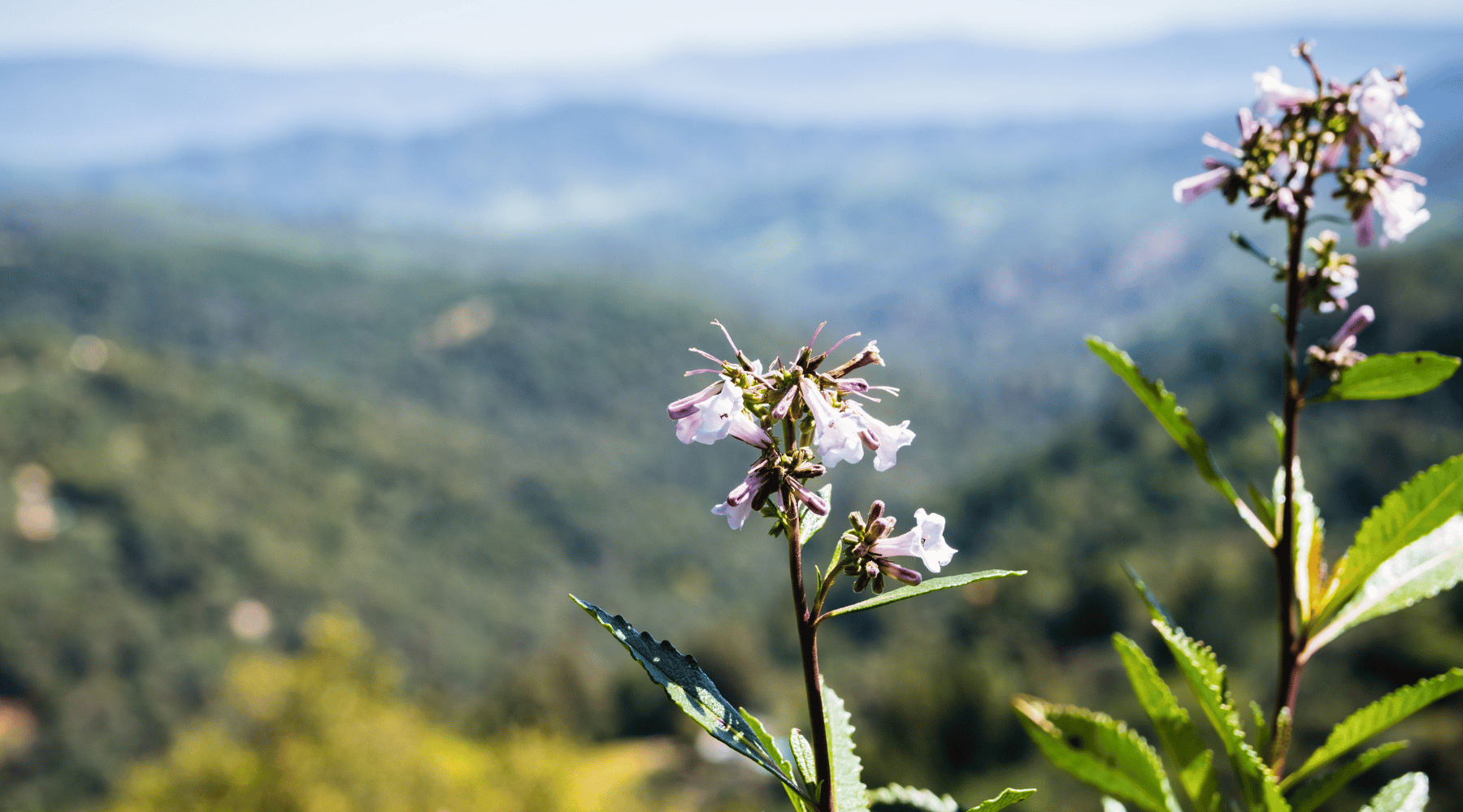 Benefits of Yerba Santa: The Aromatic Wonder