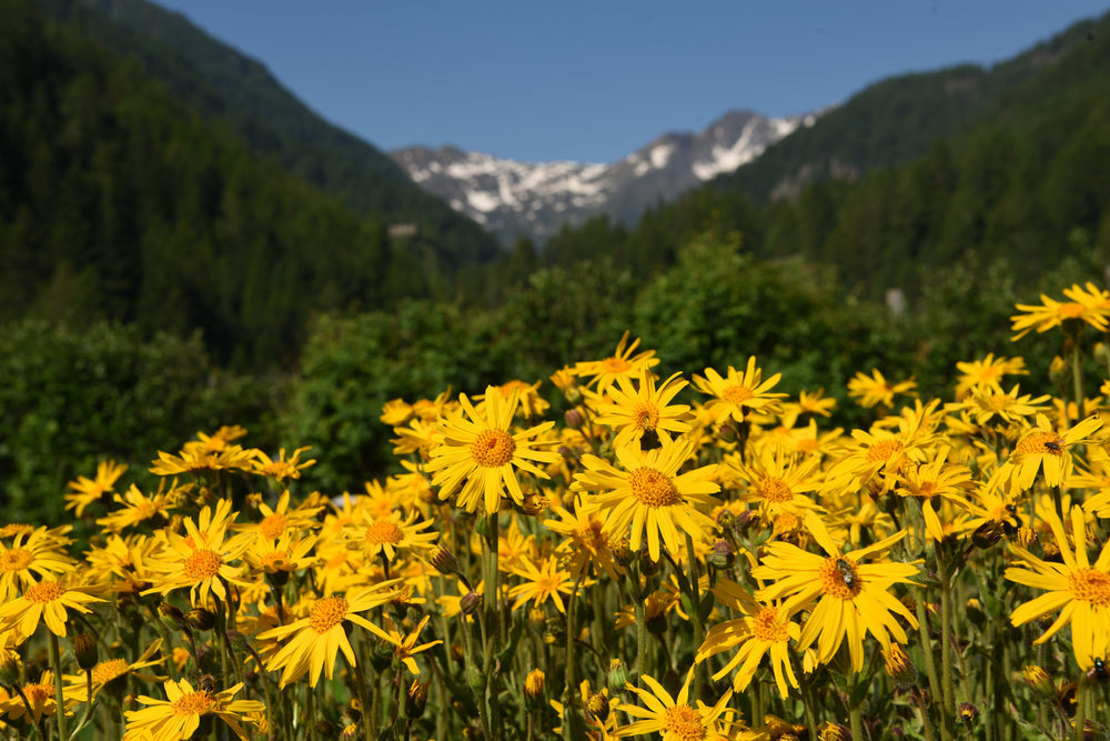 Arnica Flower: Benefits, Uses & How to Apply It Safely