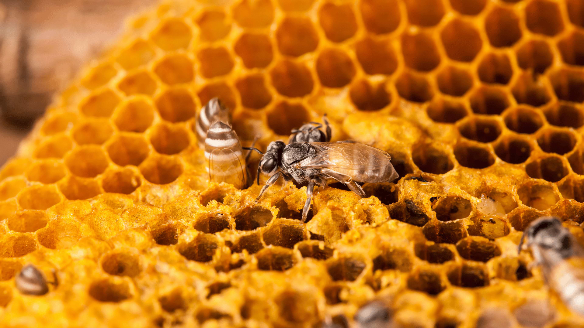 Bee Propolis Benefits: Wellness from the Honeybee Hive