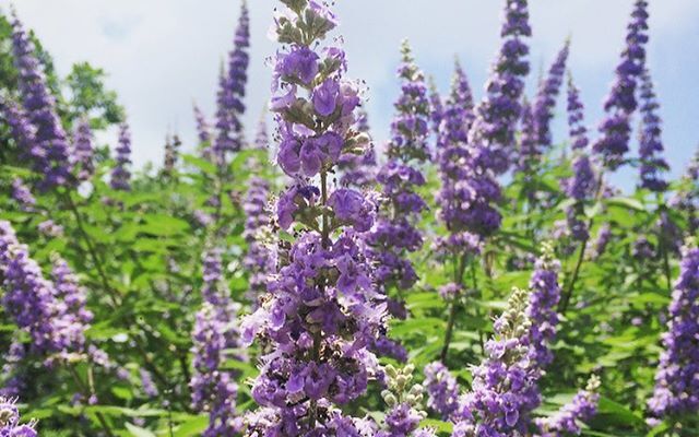 Vitex Benefits: The Hormonal Herb Every Woman Needs