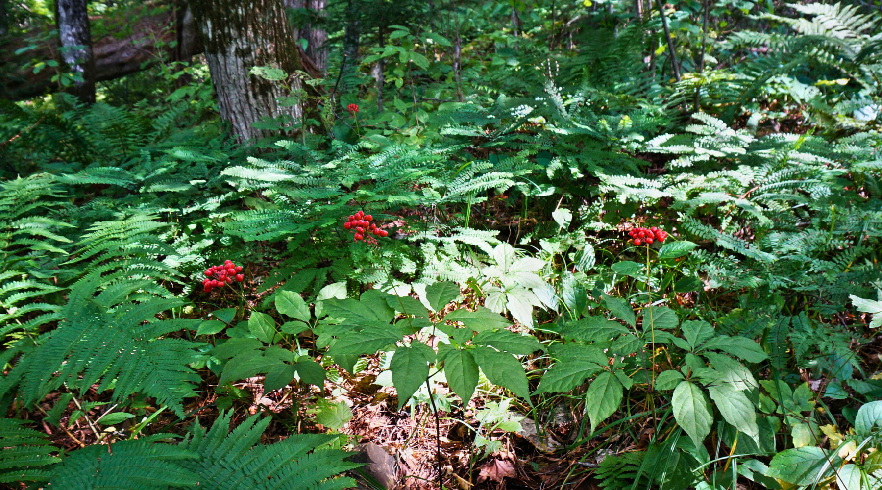 Goldenseal Benefits: The Timeless Healer for Immunity and Gut Health