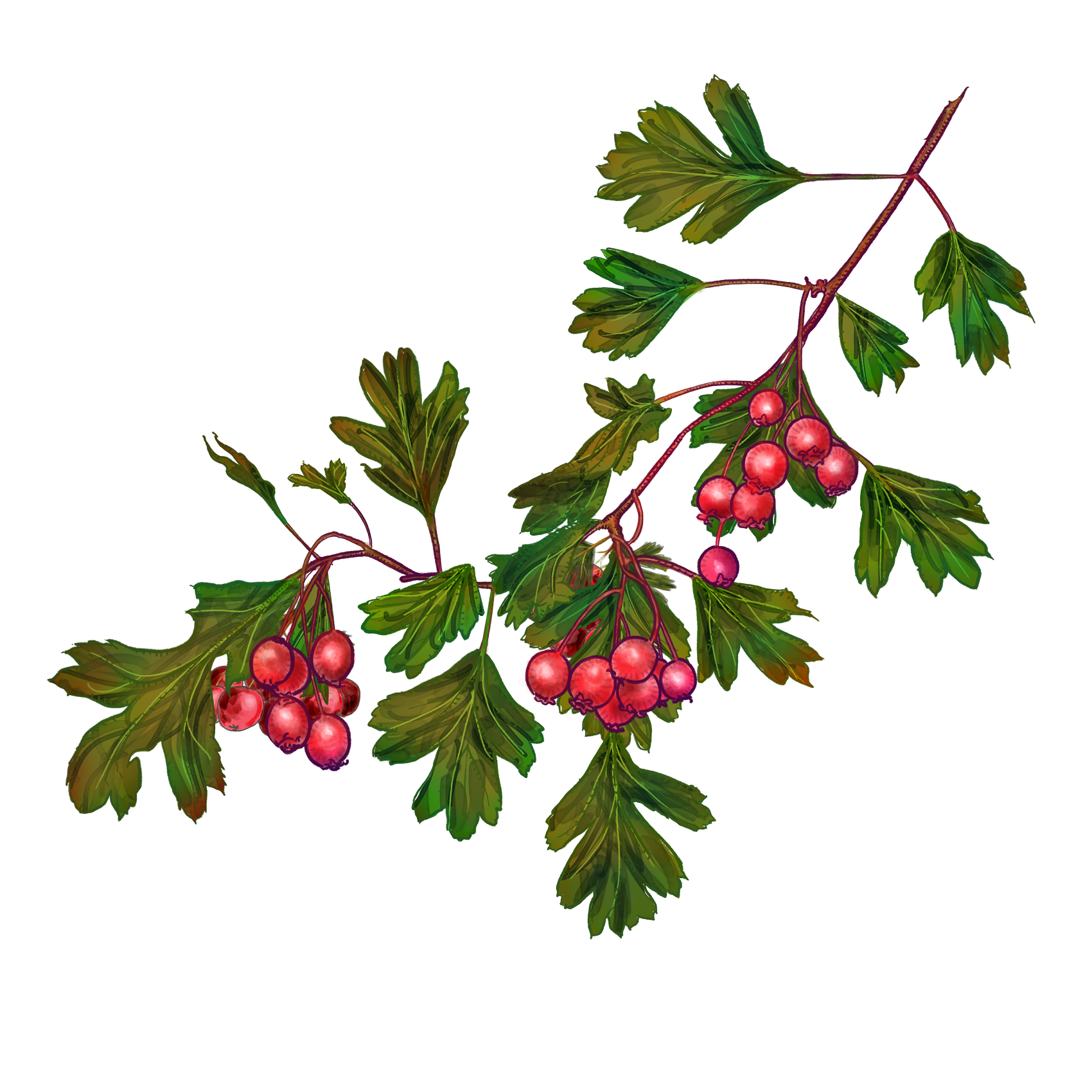 Hawthorn Berry Benefits: Nature’s Heart Guardian