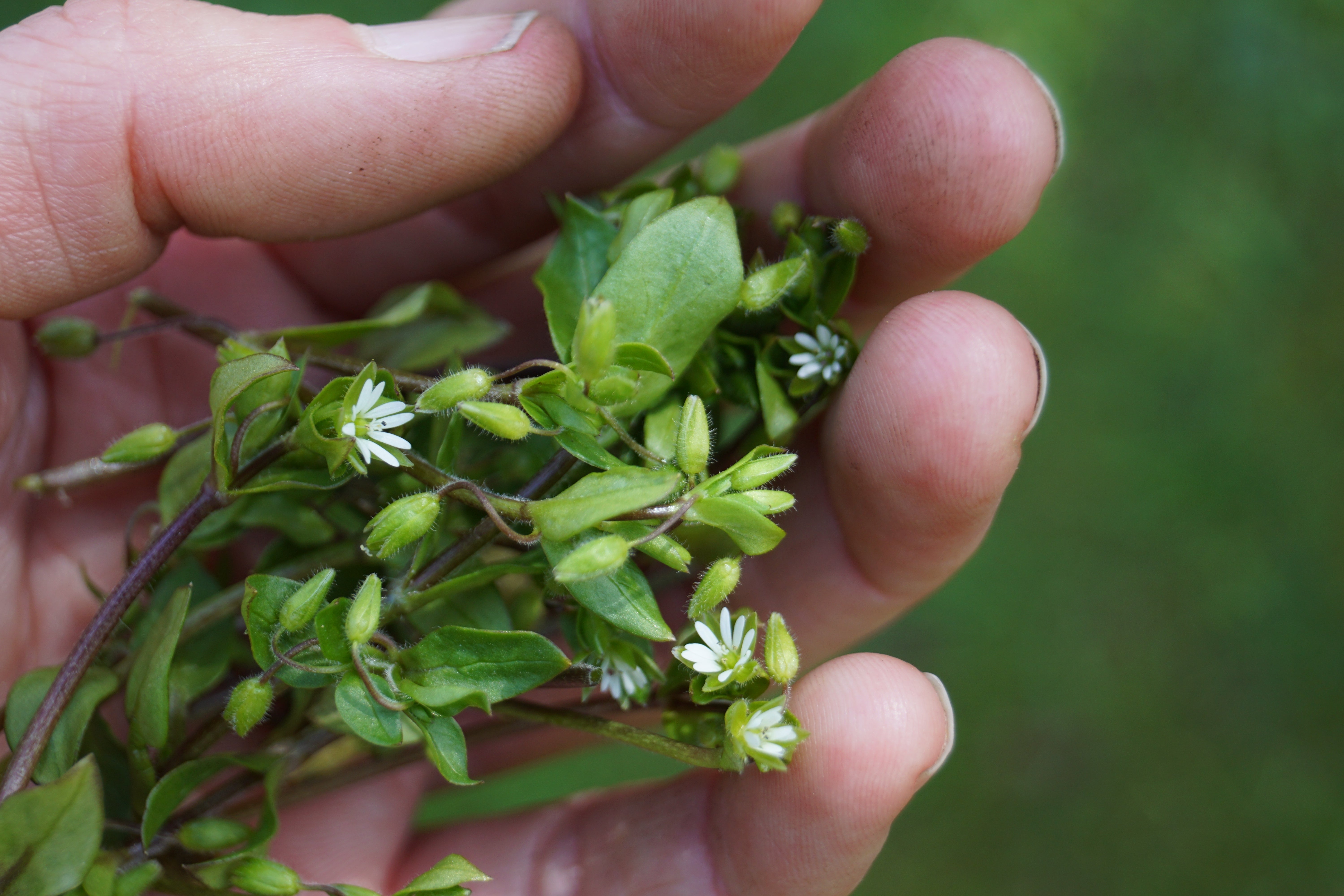 Chickweed Benefits for Skin, Digestion & Detox: A Common Plant with Powerful Perks