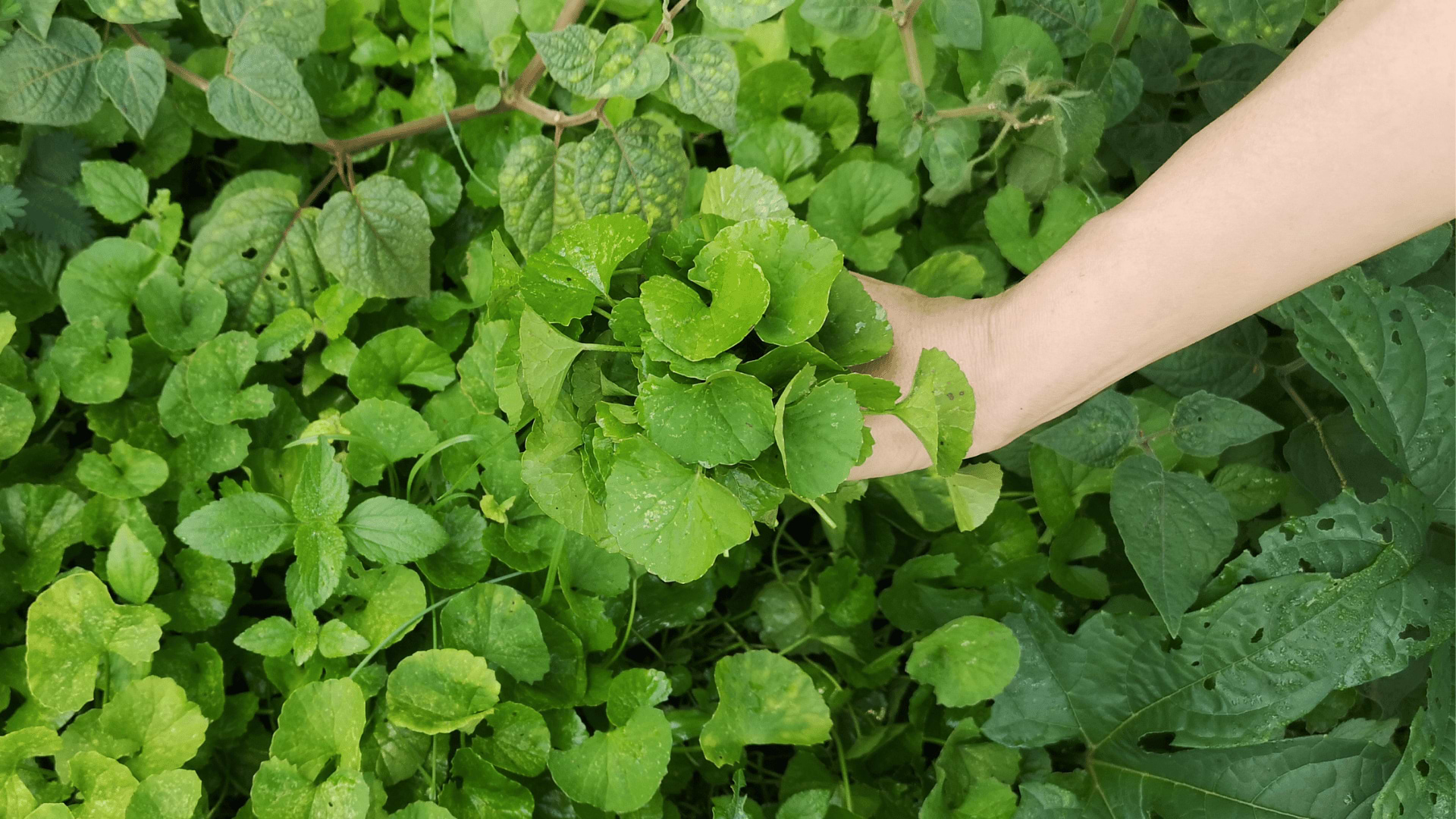 How to use Gotu Kola in your herbal routine