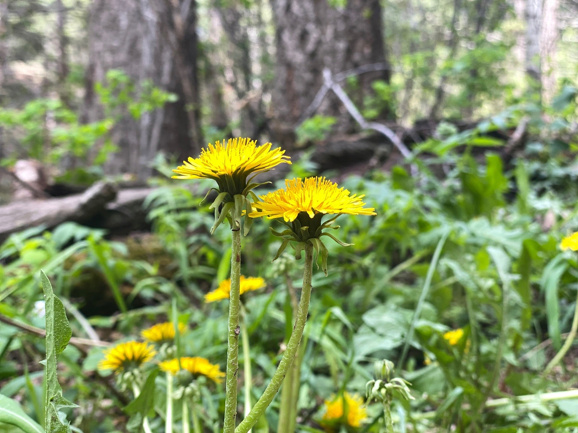 Uses of Dandelion & Benefits: The Hero Hiding in Plain Sight