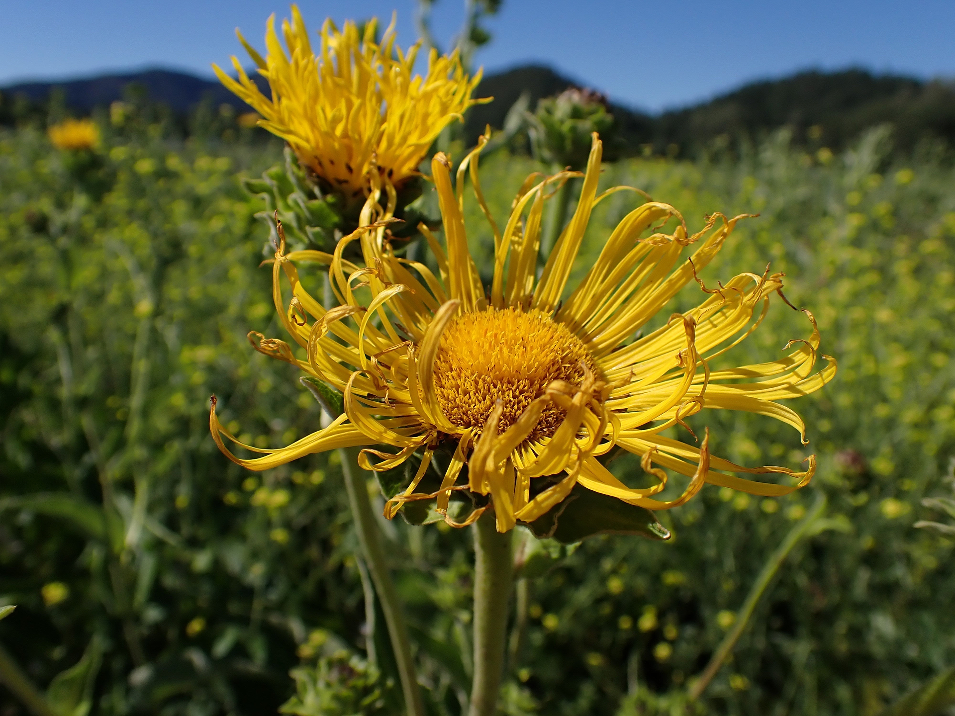 Benefits of Elecampane: The Respiratory Hero You Didn't Know You Needed