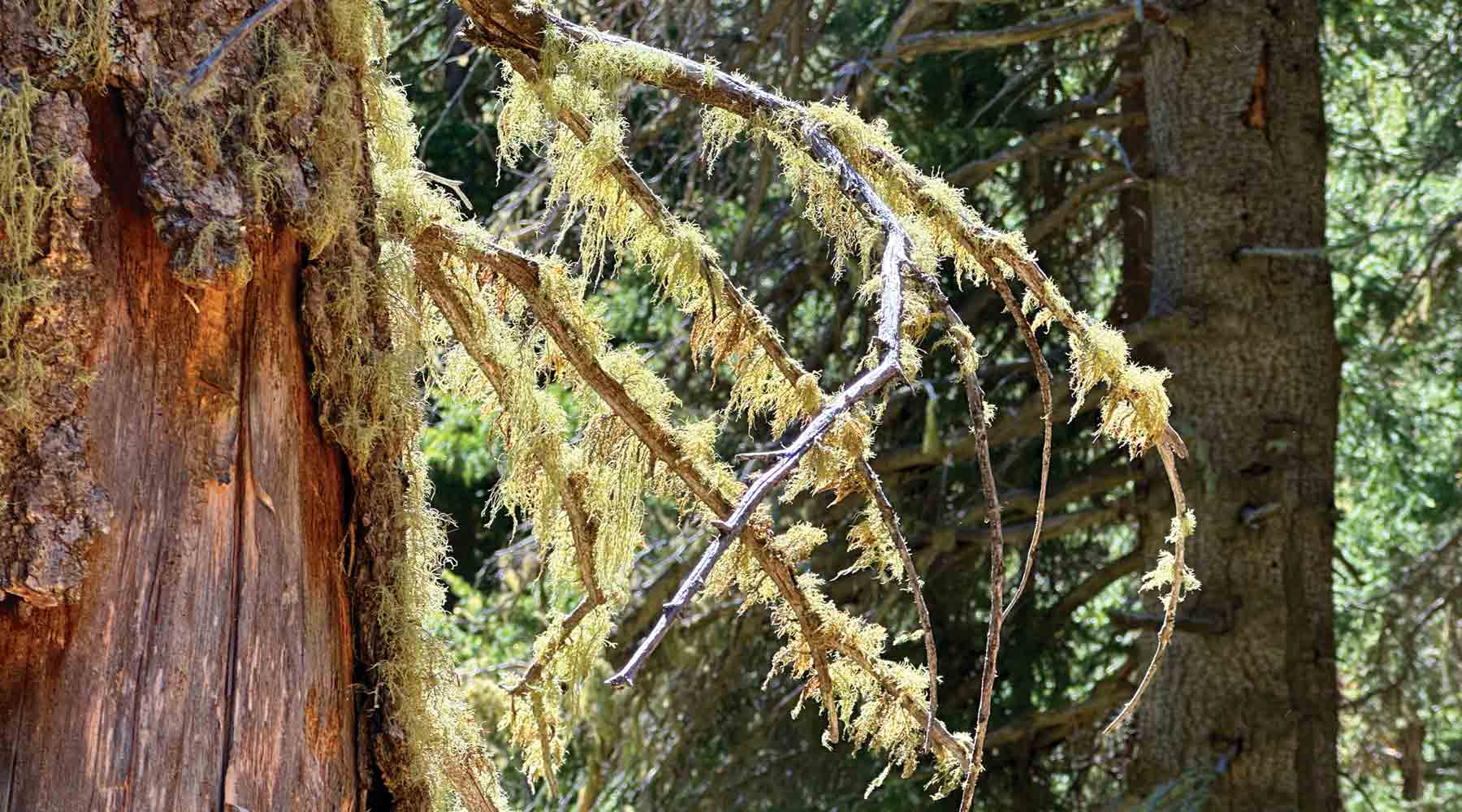 Usnea – Nature's Beard with Benefits!