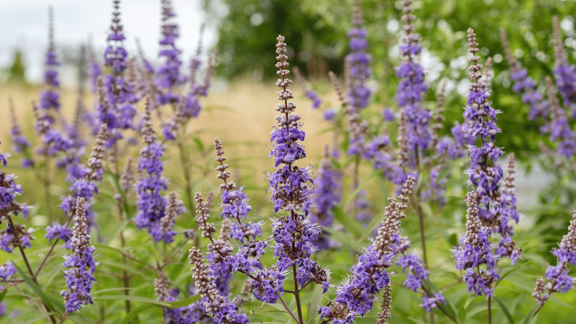 Vitex Benefits: The Hormonal Herb Every Woman Needs
