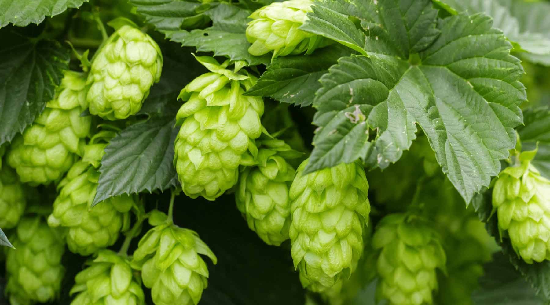 Hops: Whispers of the Brew Master's Garden