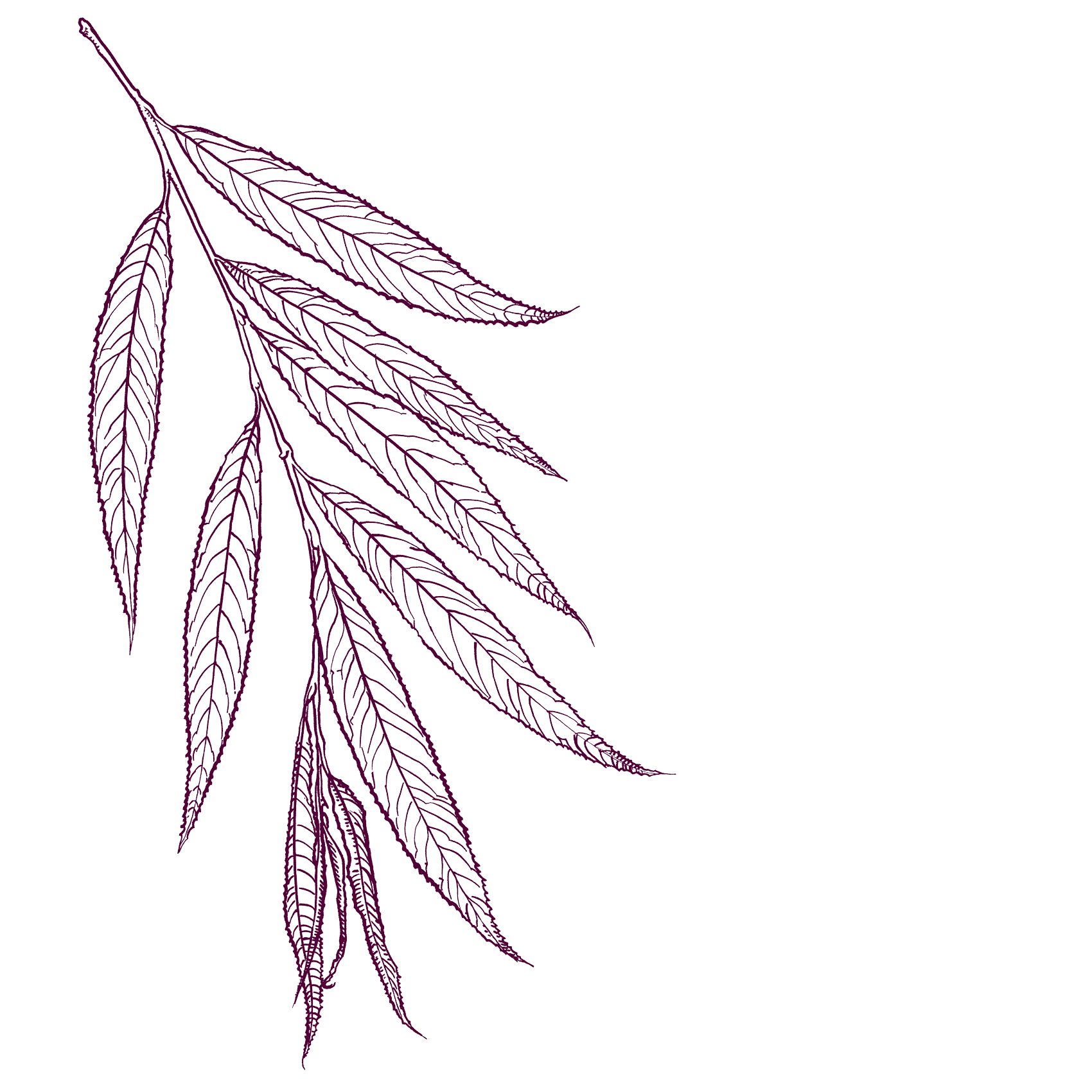White Willow Bark Benefits: Nature’s Time-Tested Remedy for Resilience and Relief