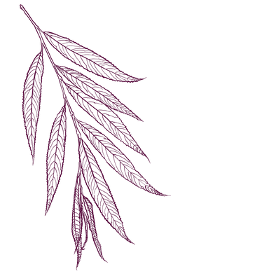 White Willow Bark Benefits: Nature’s Time-Tested Remedy for Resilience and Relief
