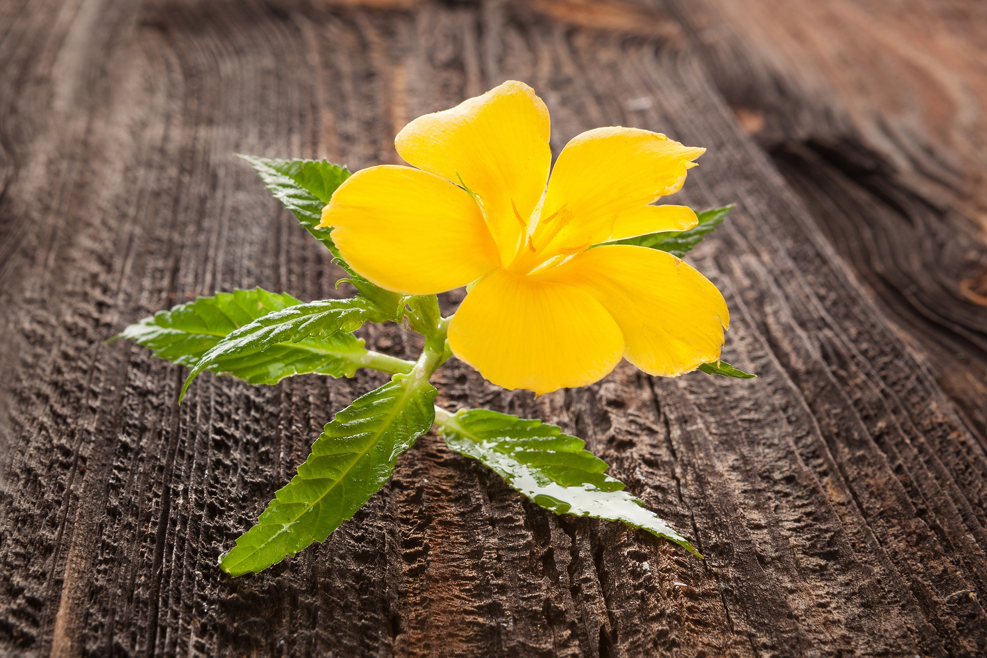 Damiana Health Benefits: Nature’s Natural Aphrodisiac