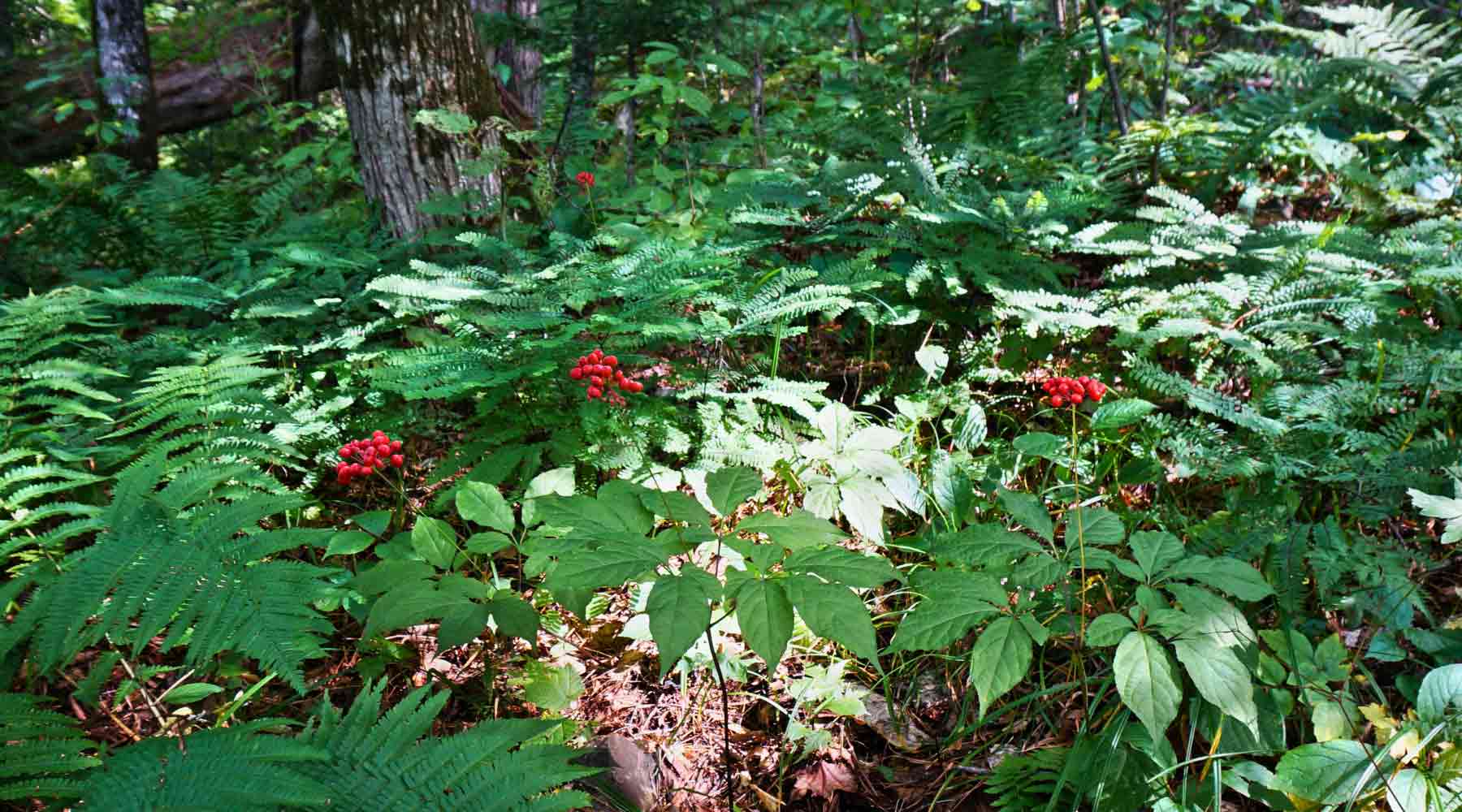 Embracing Forest Farming on Climate Day