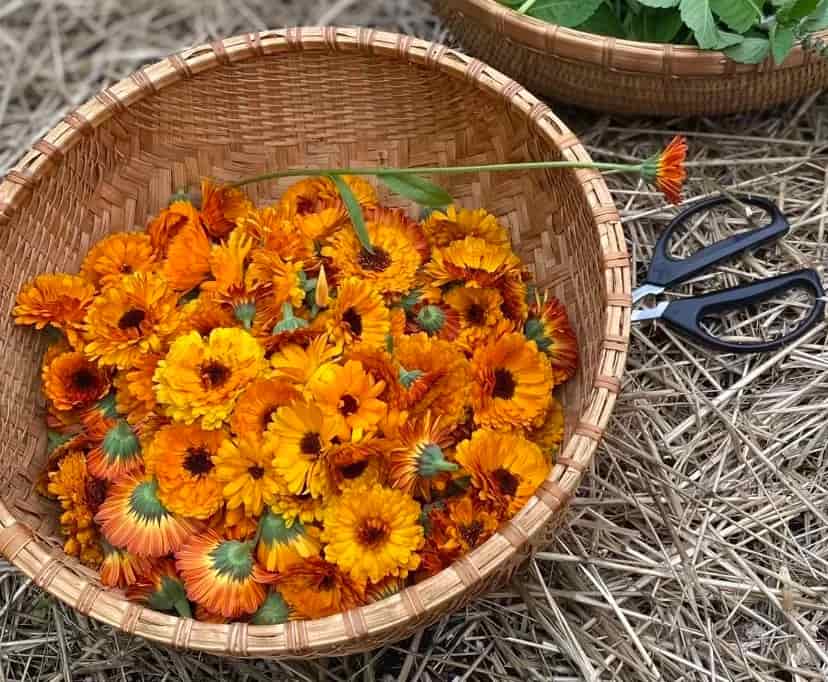 The Medicinal Uses and Health Benefits of Calendula Flower