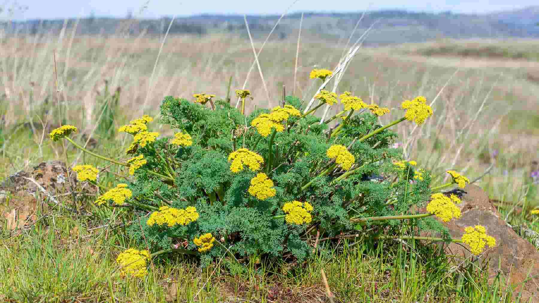 Herb of the Month: Deeply Rooted Lomatium – WishGarden Herbs