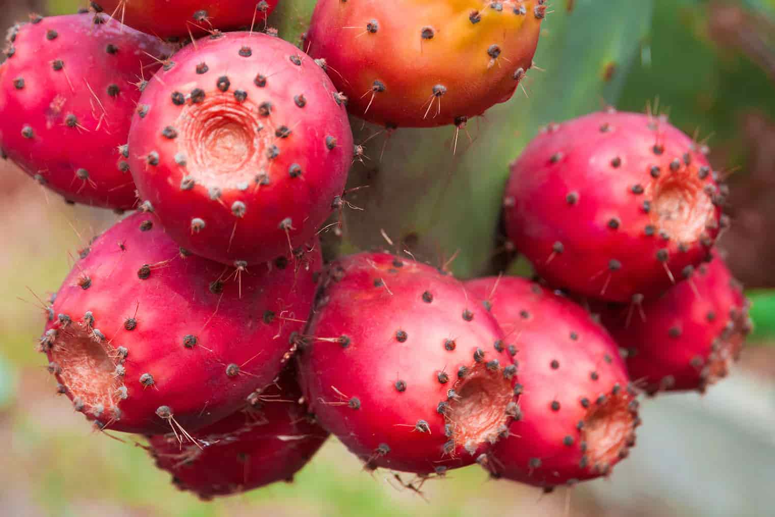 Prickly Pear, a Southwest Gem