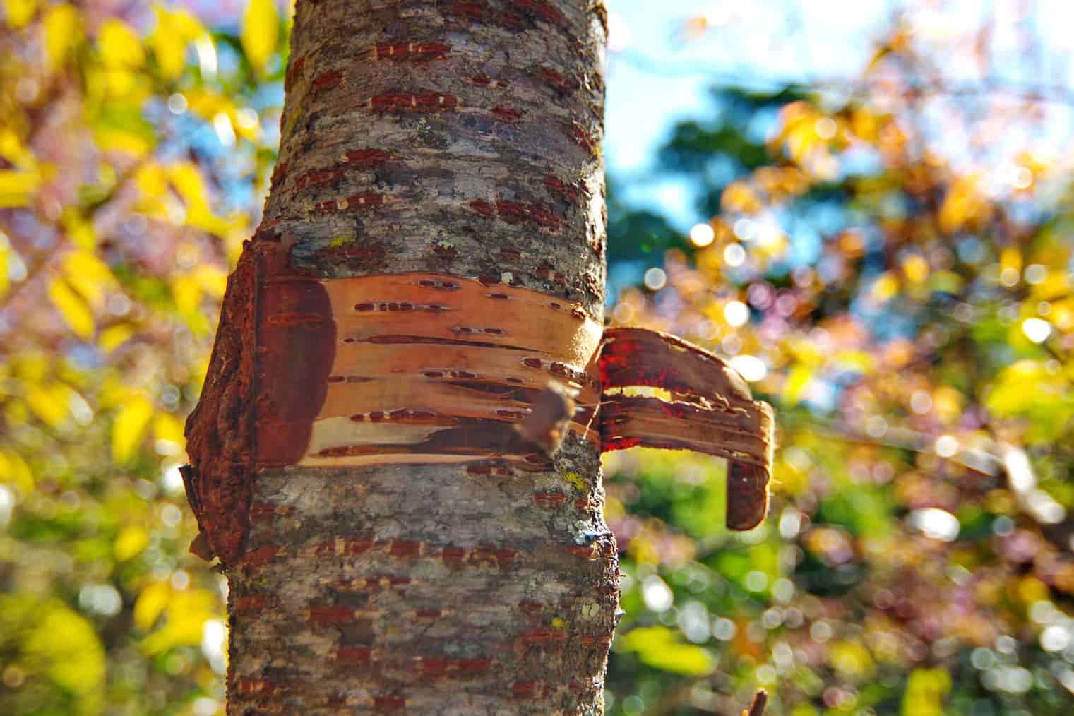 The Ultimate Guide to Wild Cherry Bark