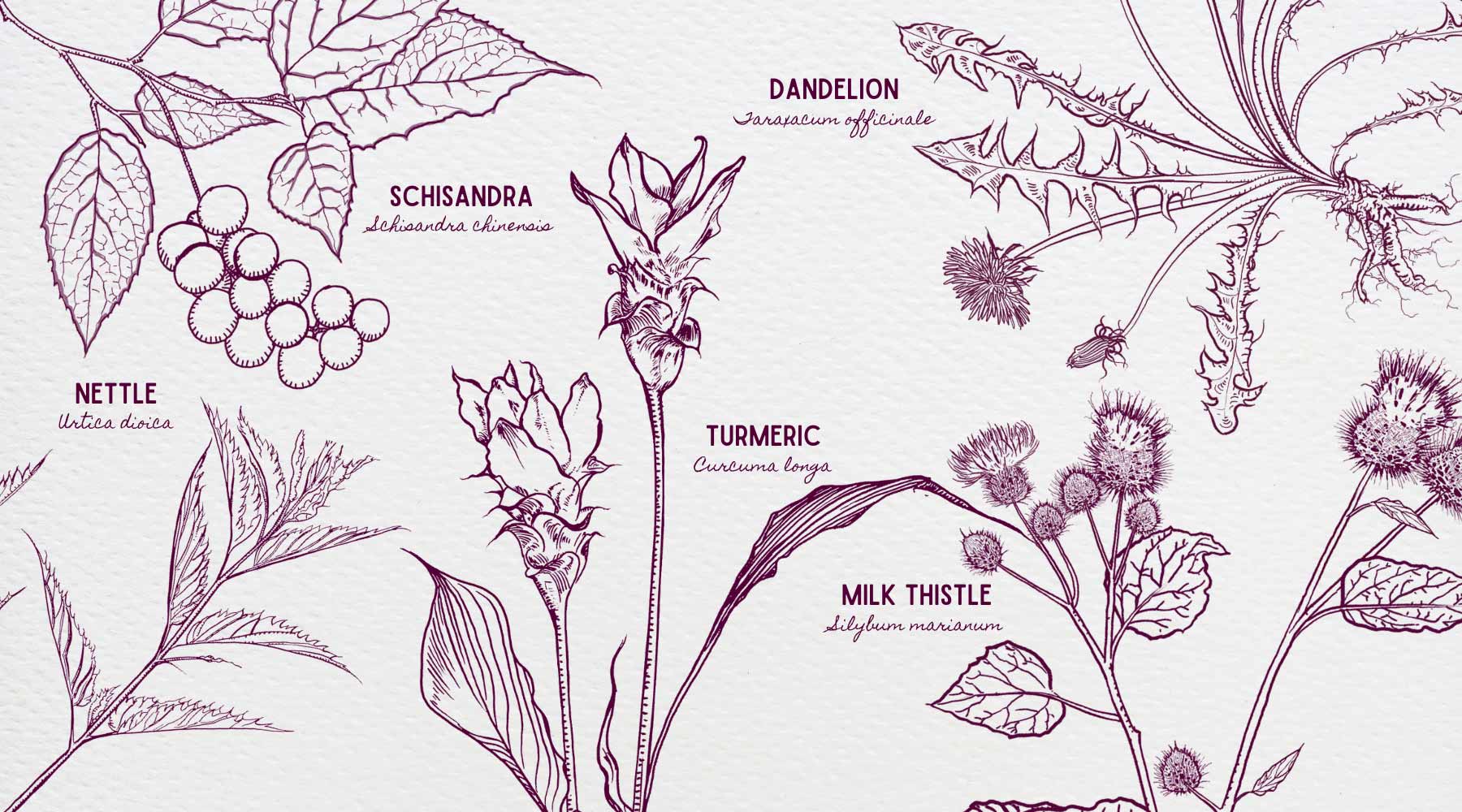 Honor Your Rebirth with the Cleansing Power of Plants