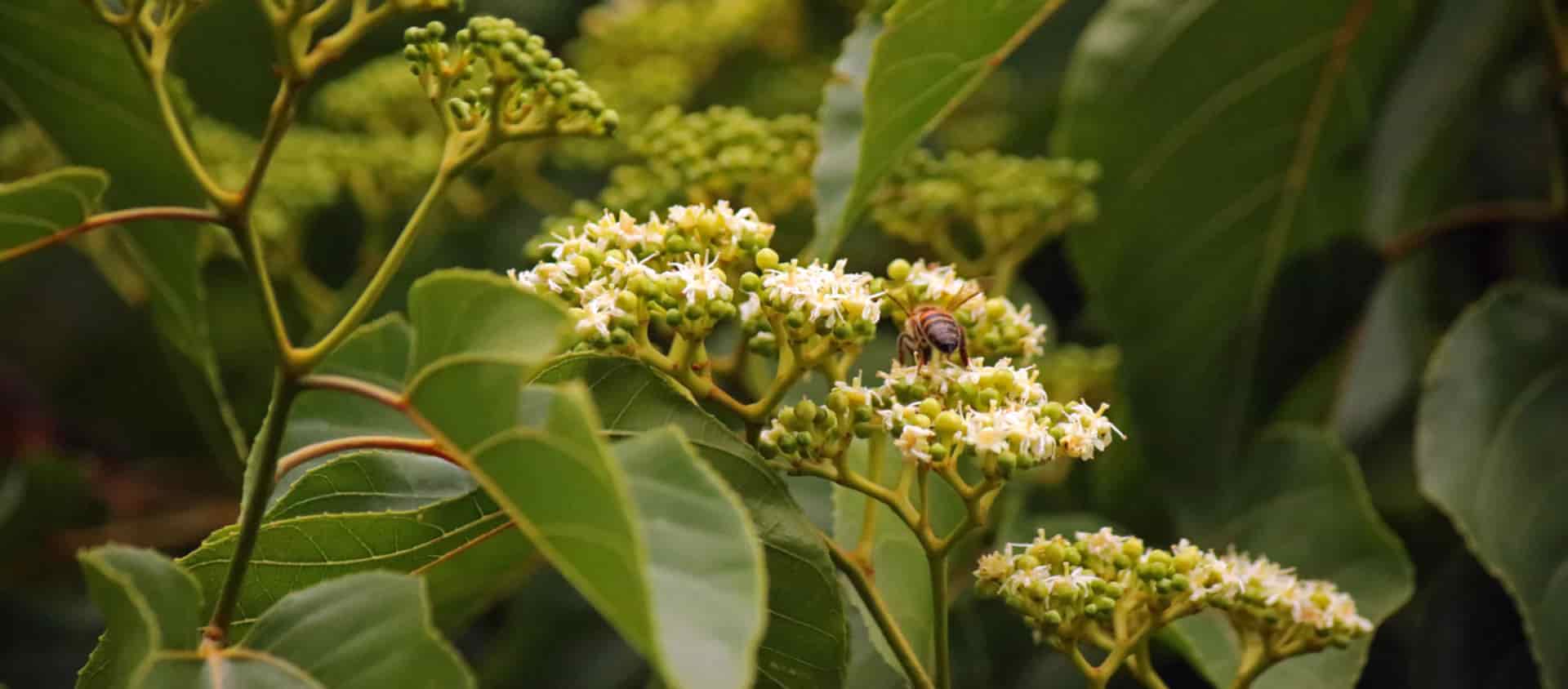 Japanese Raisin: A Rare Herb