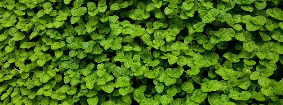 Learning to Love Invasive Herbs