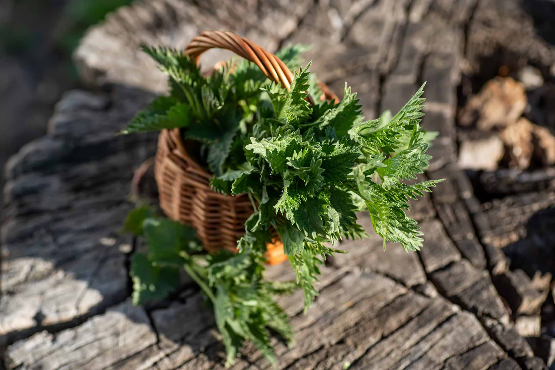 Beyond the Sting: Exploring the Benefits of Stinging Nettles