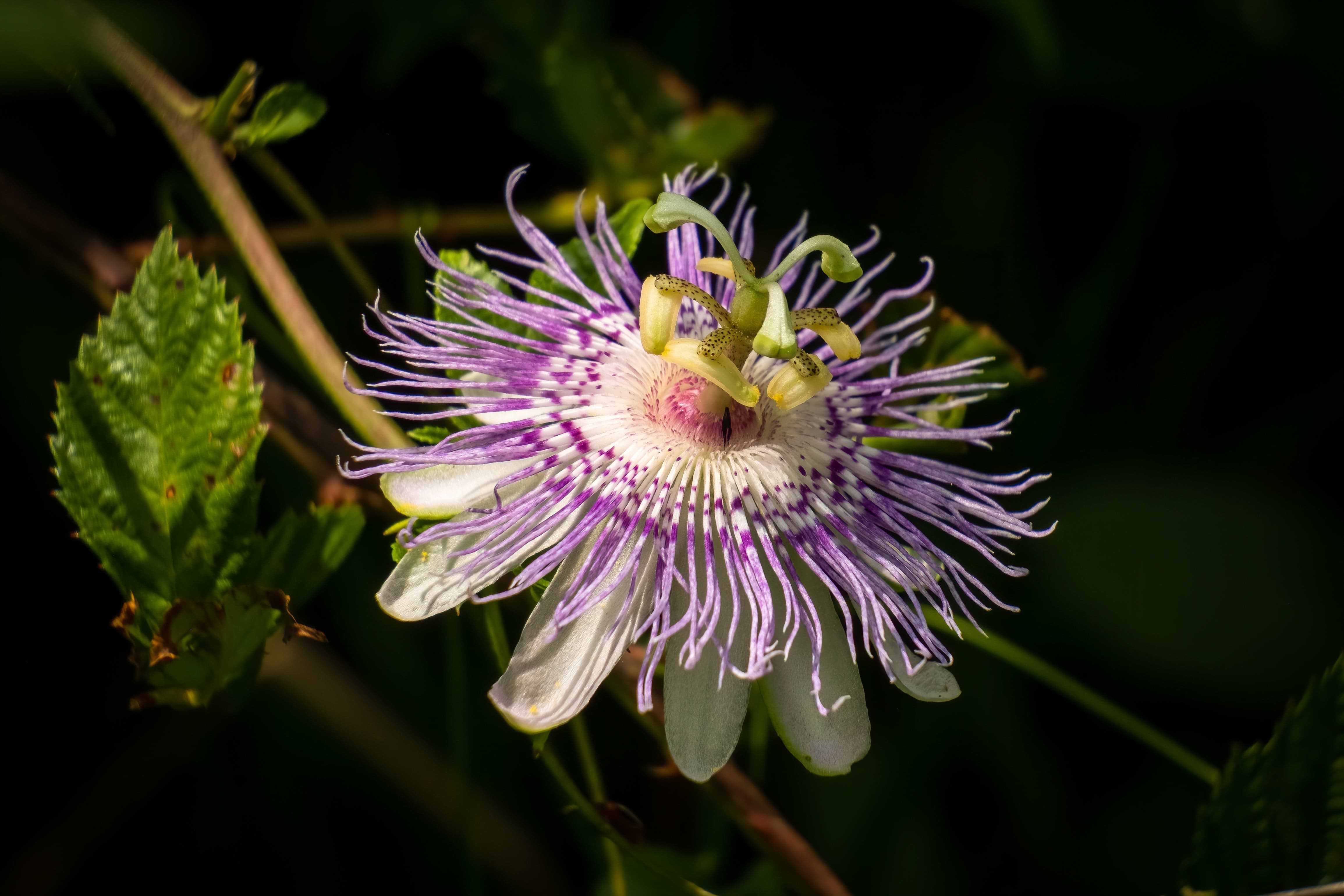 Passionflower: Strikingly Beautiful & Soothing by Nature